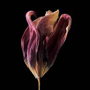 gedroogde tulp (tulipa denmark) 2-2012 4889